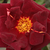 Vörös - Angol rózsa - Sir Edward Elgar
